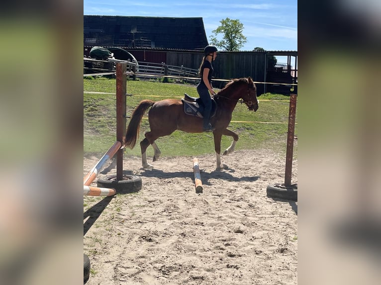 Deutsches Reitpony Mix Wallach 3 Jahre 150 cm Dunkelfuchs in Ritterhude