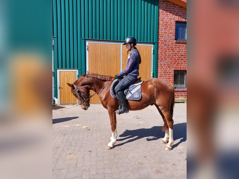 Deutsches Reitpony Mix Wallach 3 Jahre 150 cm Dunkelfuchs in Ritterhude
