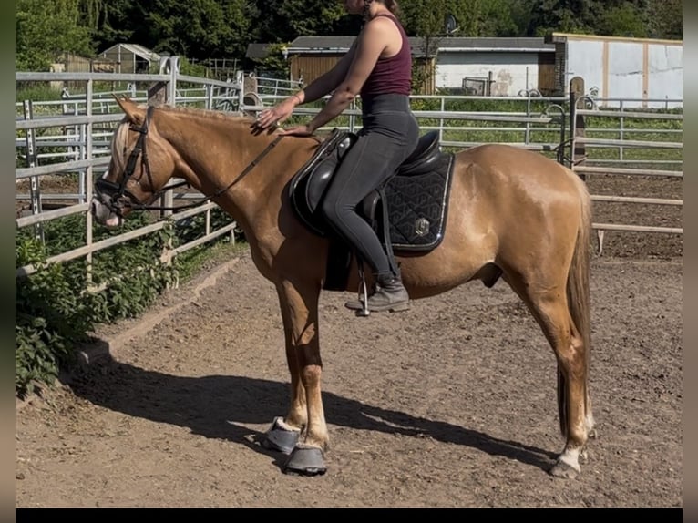 Deutsches Reitpony Wallach 3 Jahre 150 cm Falbe in Sangerhausen