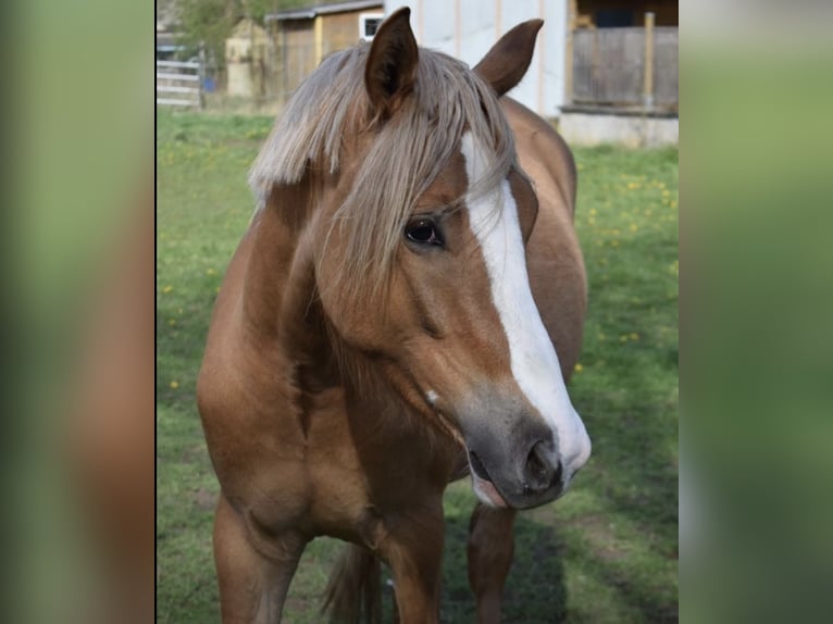 Deutsches Reitpony Wallach 3 Jahre 150 cm Falbe in Sangerhausen