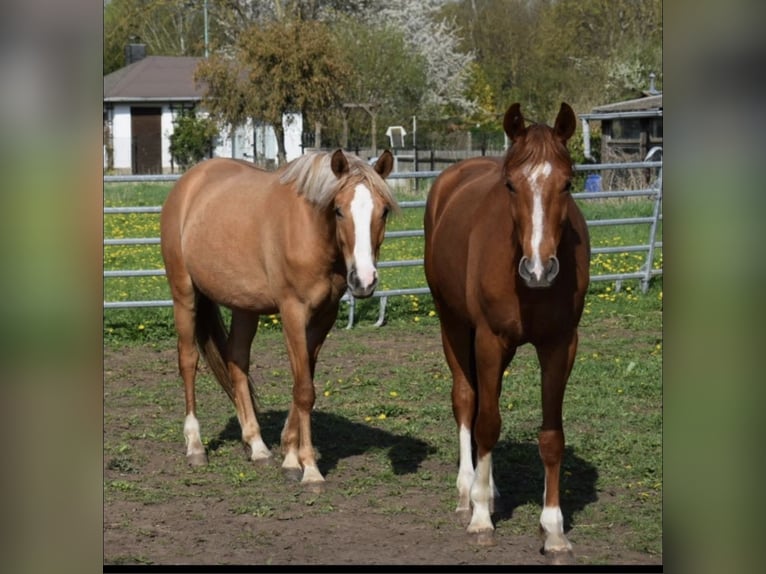 Deutsches Reitpony Wallach 3 Jahre 150 cm Falbe in Sangerhausen