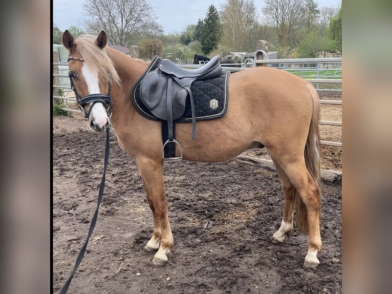 Deutsches Reitpony Wallach 3 Jahre 150 cm Falbe in Sangerhausen