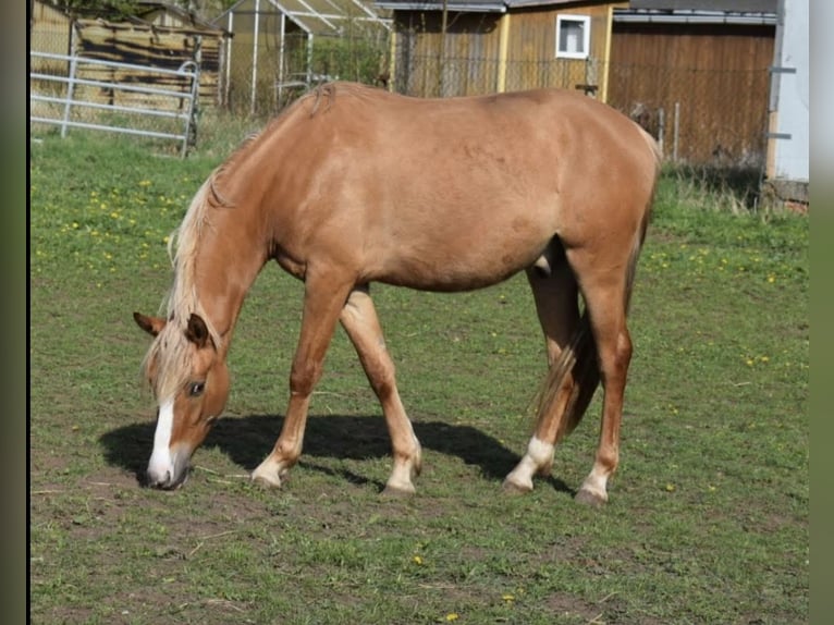 Deutsches Reitpony Wallach 3 Jahre 150 cm Falbe in Sangerhausen