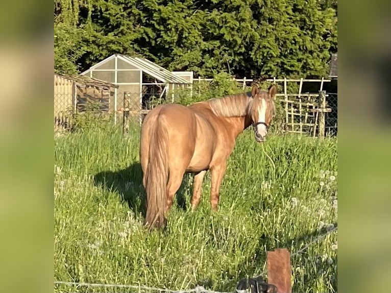 Deutsches Reitpony Wallach 3 Jahre 150 cm Falbe in Sangerhausen