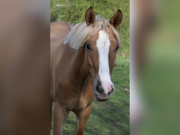 Deutsches Reitpony Wallach 3 Jahre 150 cm Falbe in Sangerhausen