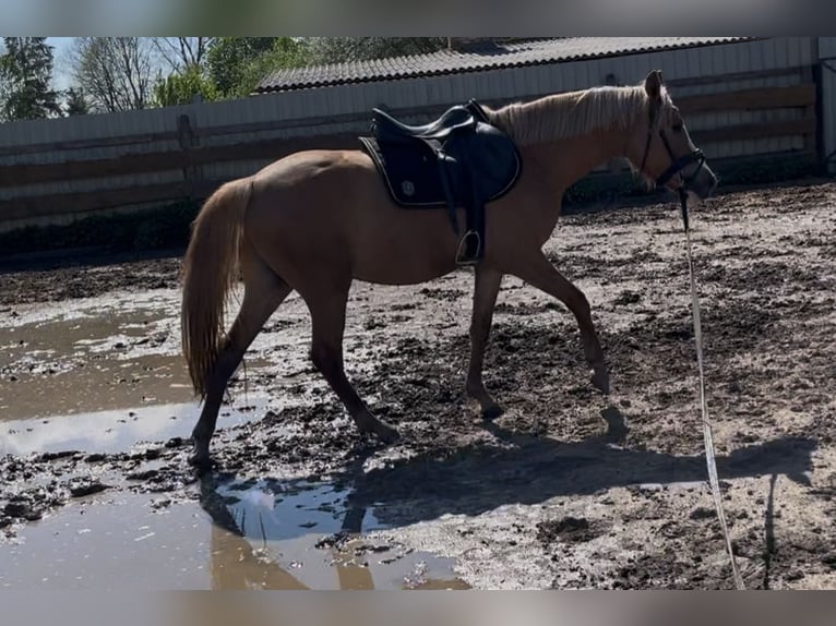 Deutsches Reitpony Wallach 3 Jahre 150 cm Falbe in Sangerhausen