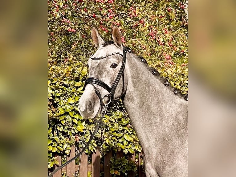 Deutsches Reitpony Wallach 3 Jahre 150 cm Kann Schimmel werden in D&#xF6;tlingen