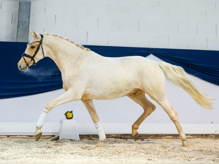 Deutsches Reitpony Wallach 3 Jahre 150 cm Palomino in Marsberg