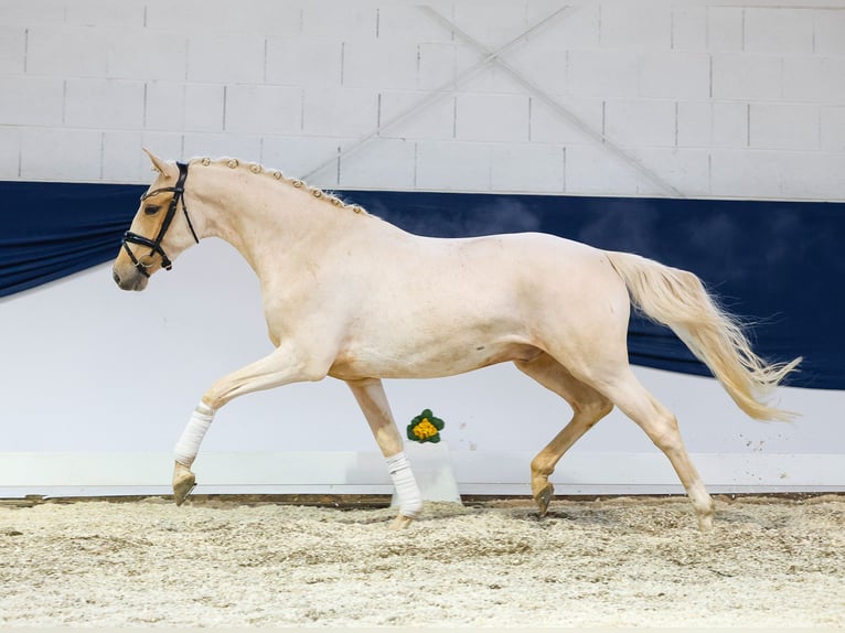 Deutsches Reitpony Wallach 3 Jahre 150 cm Palomino in Marsberg