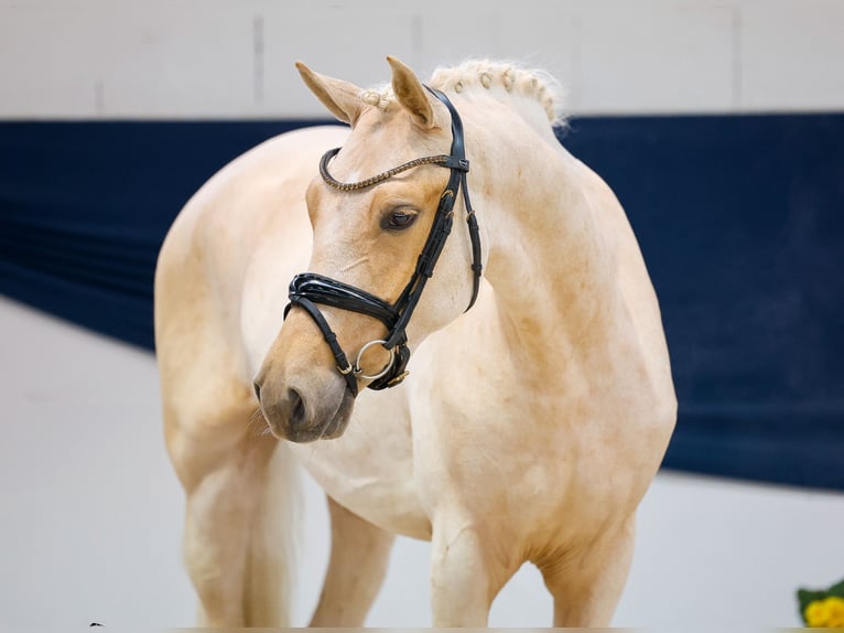 Deutsches Reitpony Wallach 3 Jahre 150 cm Palomino in Marsberg