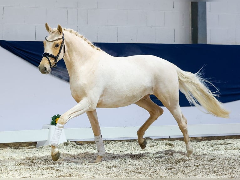 Deutsches Reitpony Wallach 3 Jahre 150 cm Palomino in Marsberg