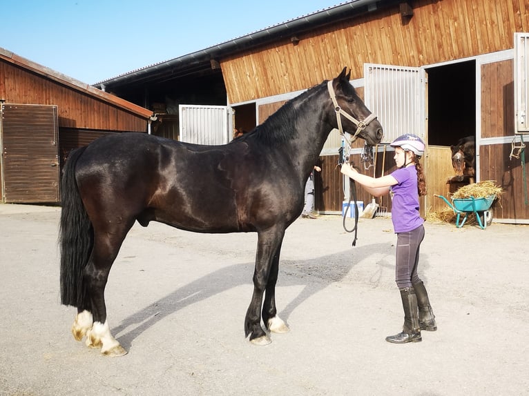 Deutsches Reitpony Wallach 3 Jahre 150 cm Rappe in Berngau