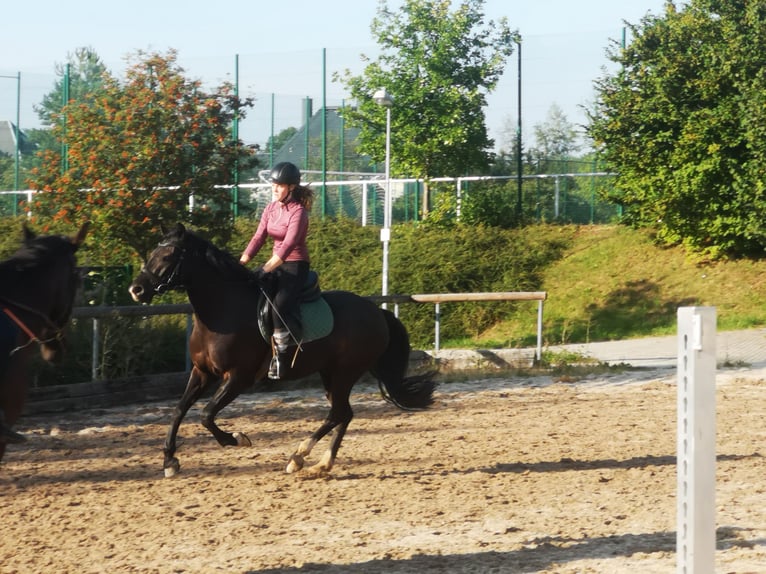 Deutsches Reitpony Wallach 3 Jahre 150 cm Rappe in Berngau