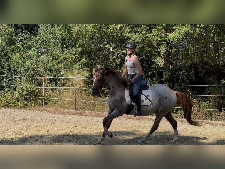 Deutsches Reitpony Wallach 3 Jahre 150 cm Roan-Red in Wadern