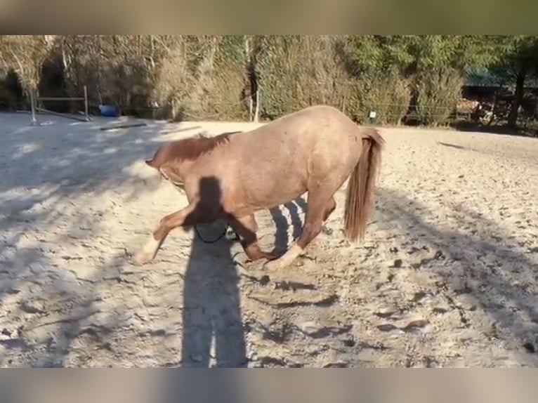 Deutsches Reitpony Wallach 3 Jahre 150 cm Roan-Red in Wadern