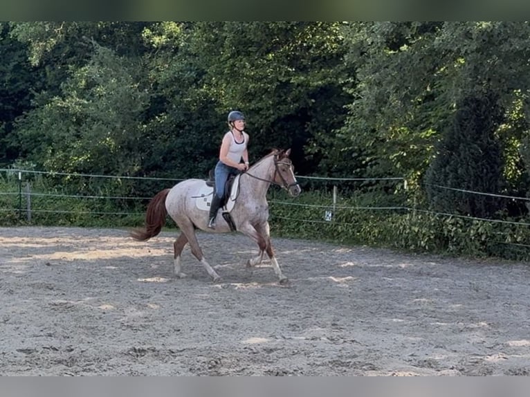 Deutsches Reitpony Wallach 3 Jahre 150 cm Roan-Red in Wadern