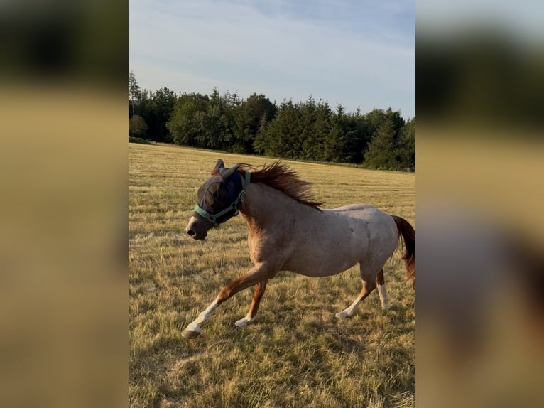 Deutsches Reitpony Wallach 3 Jahre 150 cm Roan-Red in Wadern
