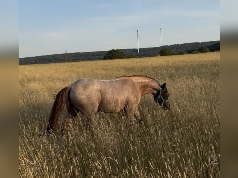 Deutsches Reitpony Wallach 3 Jahre 150 cm Roan-Red in Wadern