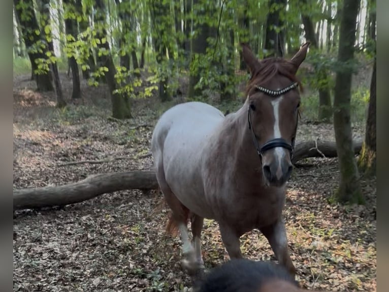 Deutsches Reitpony Wallach 3 Jahre 150 cm Roan-Red in Wadern