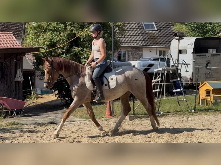 Deutsches Reitpony Wallach 3 Jahre 150 cm Roan-Red in Wadern