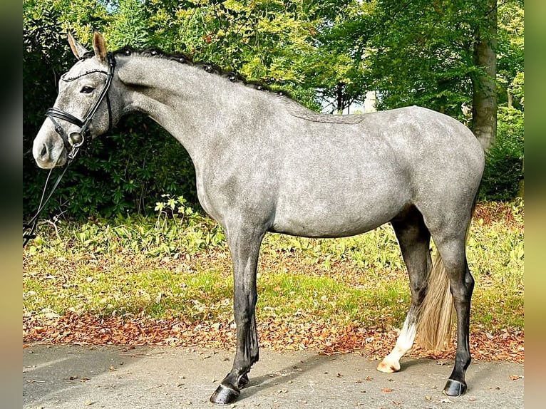 Deutsches Reitpony Wallach 3 Jahre 150 cm Schimmel in Klein Meckelsen