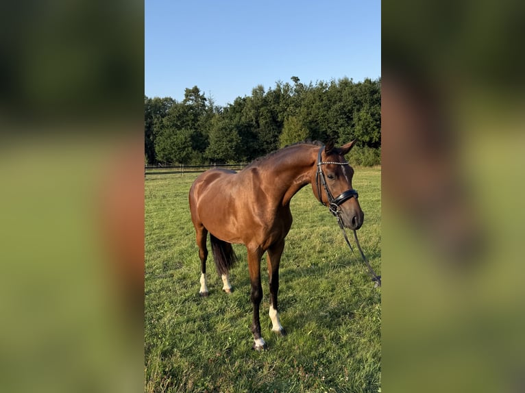 Deutsches Reitpony Wallach 3 Jahre 151 cm Brauner in Heinzenbach