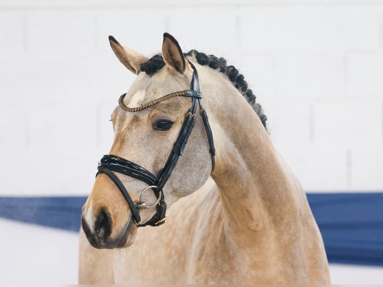 Deutsches Reitpony Wallach 3 Jahre 151 cm Falbe in Marsberg