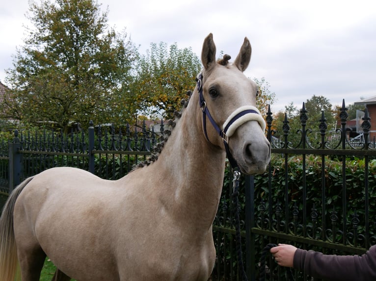 Deutsches Reitpony Wallach 3 Jahre 151 cm in Dorsten