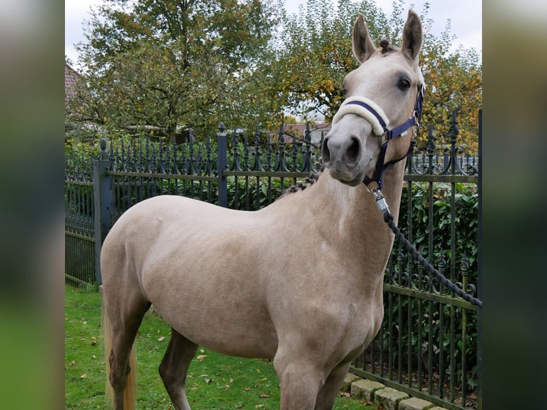 Deutsches Reitpony Wallach 3 Jahre 151 cm in Dorsten