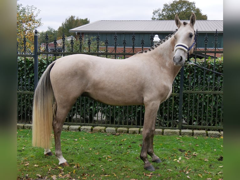 Deutsches Reitpony Wallach 3 Jahre 151 cm in Dorsten