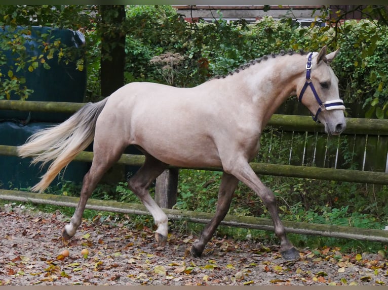 Deutsches Reitpony Wallach 3 Jahre 151 cm in Dorsten