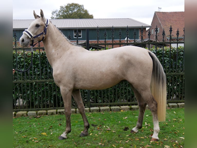 Deutsches Reitpony Wallach 3 Jahre 151 cm in Dorsten