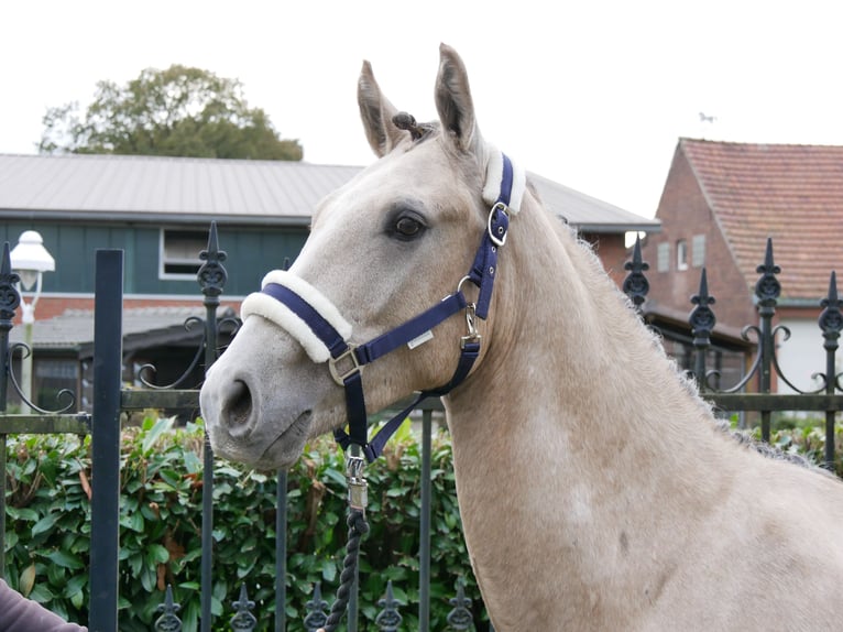 Deutsches Reitpony Wallach 3 Jahre 151 cm in Dorsten