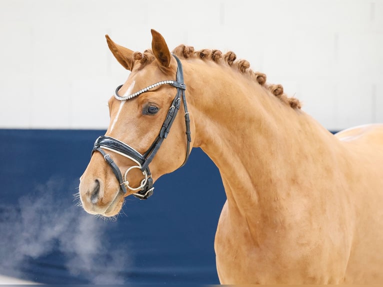 Deutsches Reitpony Wallach 3 Jahre 151 cm Fuchs in Marsberg