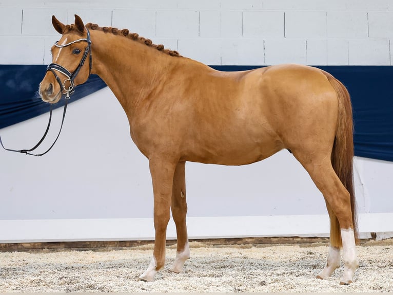 Deutsches Reitpony Wallach 3 Jahre 151 cm Fuchs in Marsberg