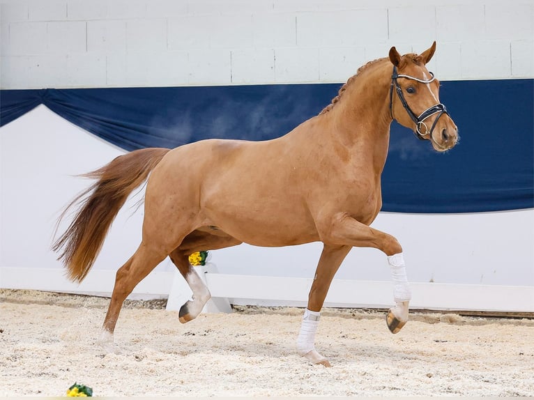 Deutsches Reitpony Wallach 3 Jahre 151 cm Fuchs in Marsberg