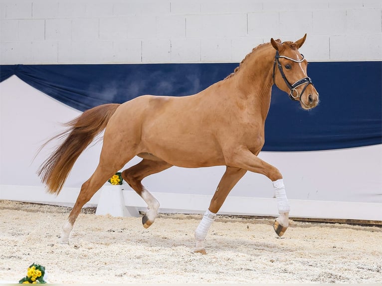 Deutsches Reitpony Wallach 3 Jahre 151 cm Fuchs in Marsberg