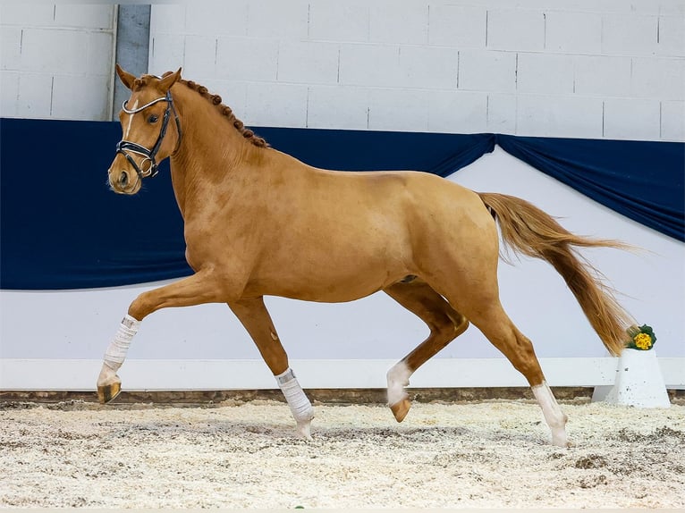 Deutsches Reitpony Wallach 3 Jahre 151 cm Fuchs in Marsberg