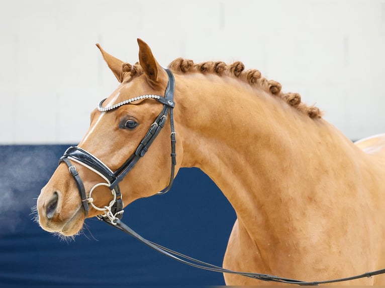 Deutsches Reitpony Wallach 3 Jahre 151 cm Fuchs in Marsberg