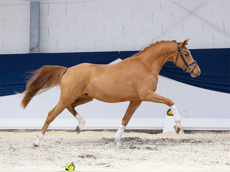 Deutsches Reitpony Wallach 3 Jahre 151 cm Fuchs in Marsberg