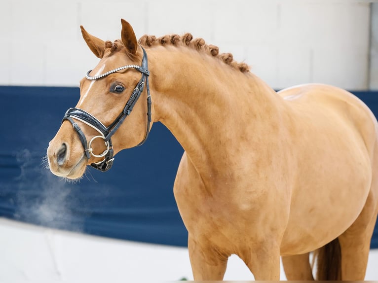 Deutsches Reitpony Wallach 3 Jahre 151 cm Fuchs in Marsberg