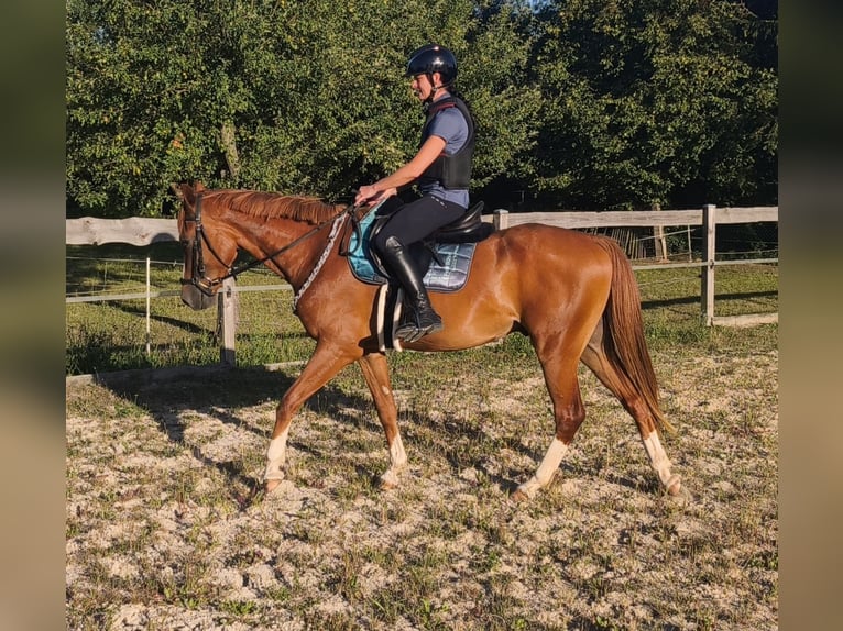 Deutsches Reitpony Wallach 3 Jahre 151 cm Fuchs in Crossen