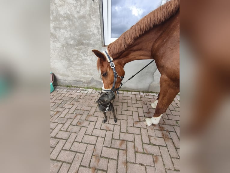 Deutsches Reitpony Wallach 3 Jahre 151 cm Fuchs in Crossen