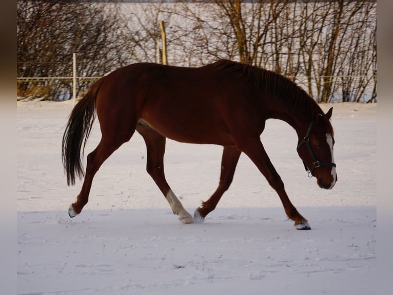 Deutsches Reitpony Wallach 3 Jahre 151 cm Fuchs in Dersekow