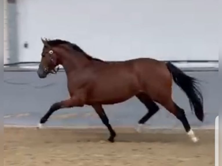 Deutsches Reitpony Wallach 3 Jahre 152 cm Brauner in Düren
