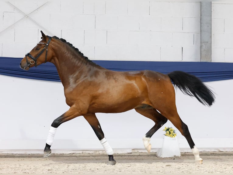 Deutsches Reitpony Wallach 3 Jahre 152 cm Brauner in Marsberg