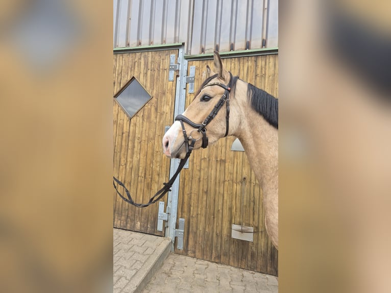 Deutsches Reitpony Wallach 3 Jahre 152 cm Buckskin in Perleberg OT Quitzow