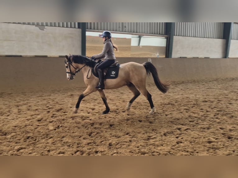 Deutsches Reitpony Wallach 3 Jahre 152 cm Buckskin in Perleberg OT Quitzow