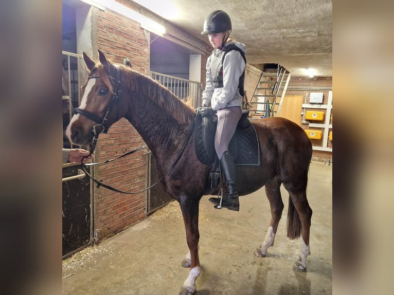 Deutsches Reitpony Wallach 3 Jahre 152 cm Dunkelfuchs in Bocholt