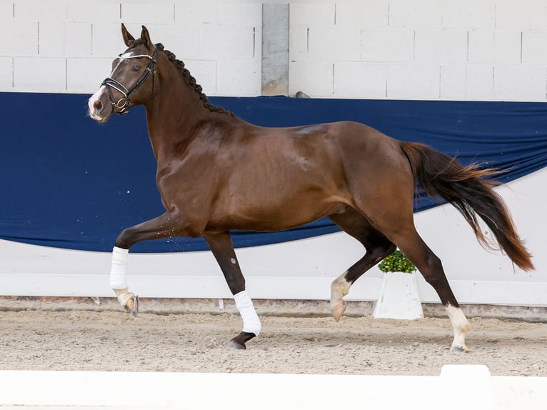 Deutsches Reitpony Wallach 3 Jahre 152 cm Falbe in Marsberg